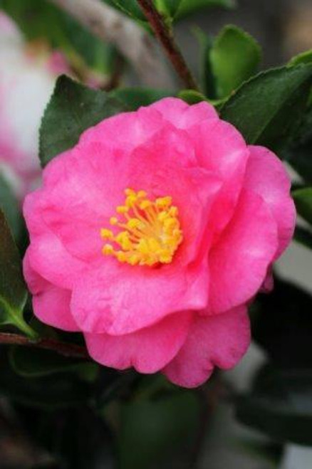 Camellia sasanqua 'Shishi Gashira' (Pink)