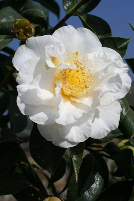 Camellia japonica 'Silver Waves' (White)