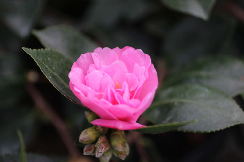 Camellia sasanqua 'Showa-no-Sakae' (Pink)