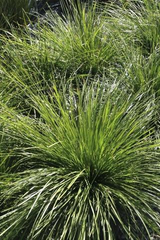 Carex tumulicola - Devil Mountain Wholesale Nursery
