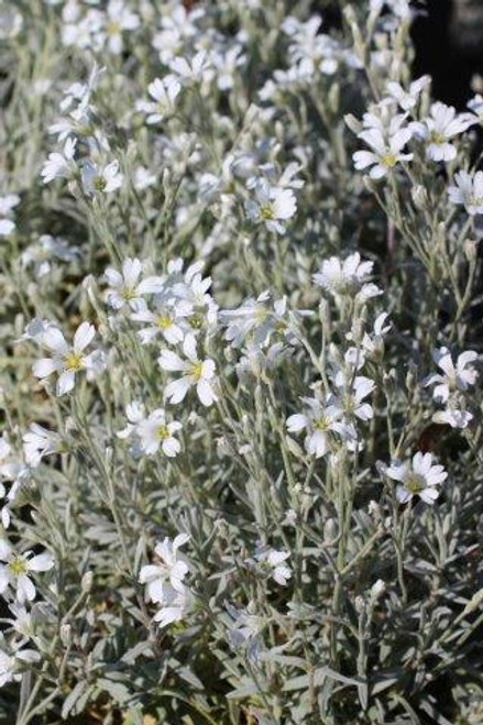 Cerastium tomentosum