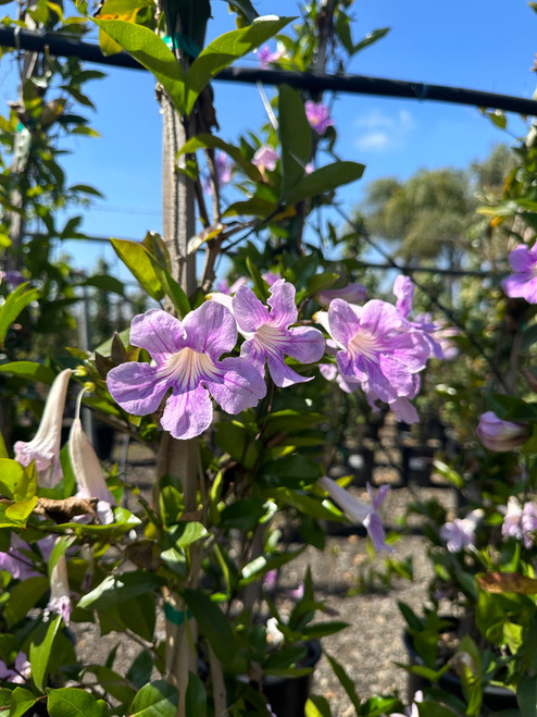 Clytostoma callistegioides flower