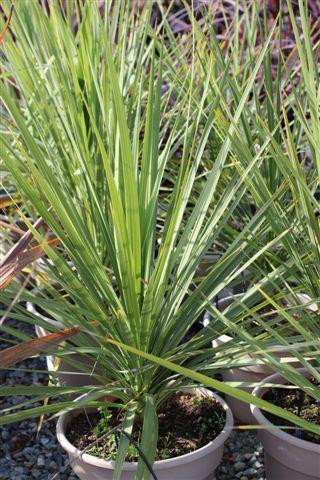 Plant Catalog - Strappy Leaf Perennials - Page 3 - Devil Mountain