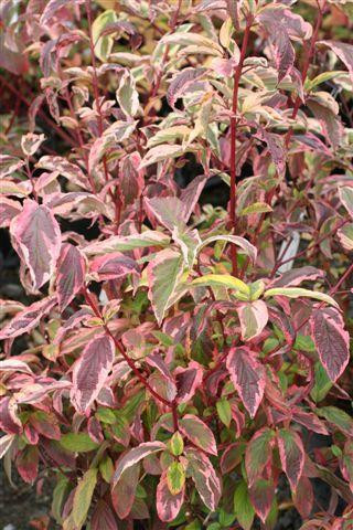 Plant Collections - California Natives - Page 14 - Devil Mountain
