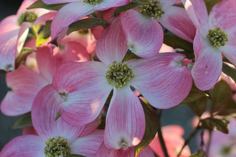 Cornus florida Cherokee Brave - Devil Mountain Wholesale Nursery