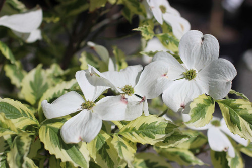 Cornus florida 'Cherokee Daybreak' - Devil Mountain Wholesale Nursery