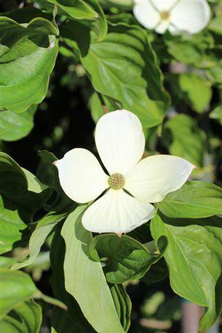 Cornus Venus flower