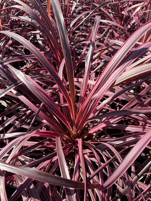 Plant Catalog - Strappy Leaf Perennials - Page 3 - Devil Mountain