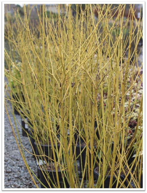 Plant Collections - California Natives - Page 14 - Devil Mountain