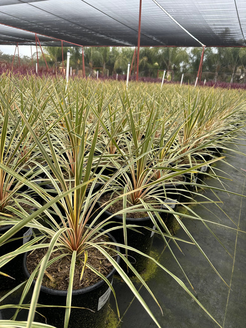 Cordyline australis 'Torbay Dazzler'