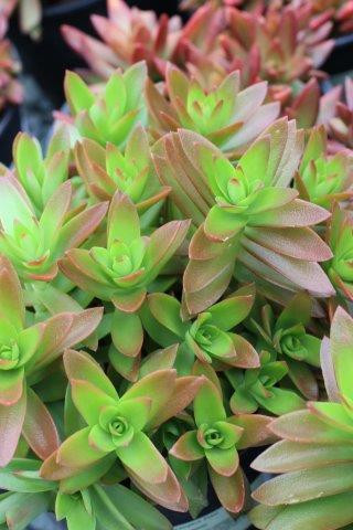 Crassula capitella 'Campfire' 4"
