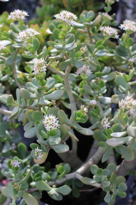 Crassula ovata