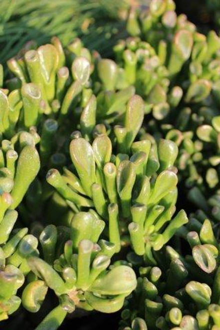 Crassula ovata sunset - Gamm vert