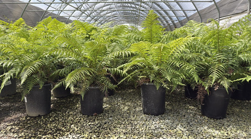 Dicksonia antarctica 5 gal