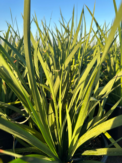 Dietes 'Lemon Drop' (Yellow/White)