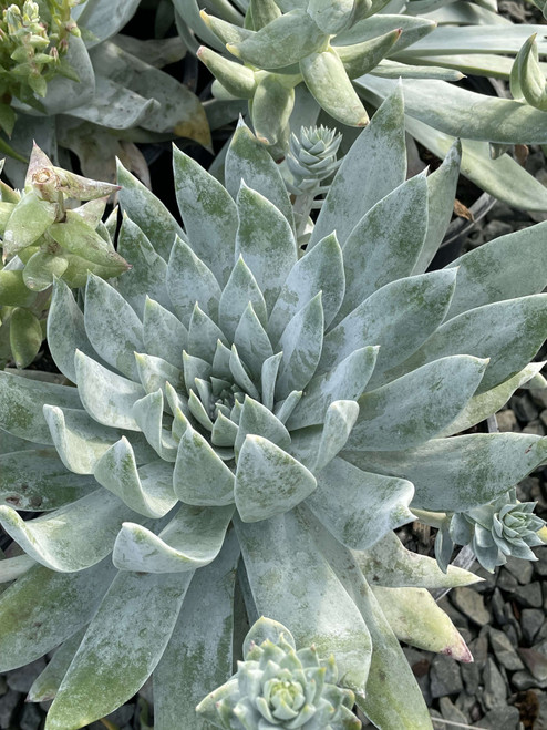 Dudleya brittonii