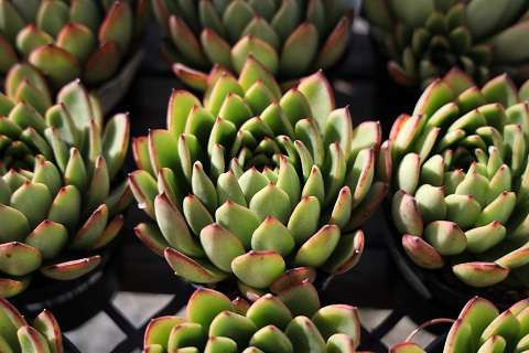 Echeveria agavoides 'Red Tips' - Devil Mountain Wholesale Nursery