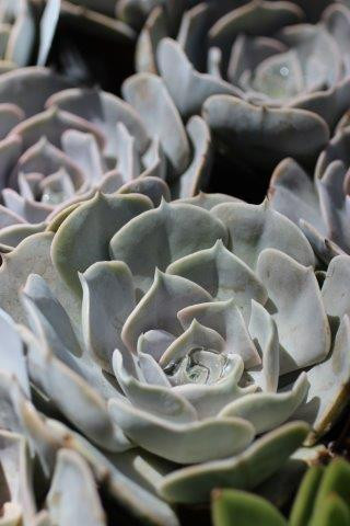 Echeveria 'Pollux' 4in
