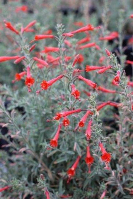 Epilobium canum ssp. canum