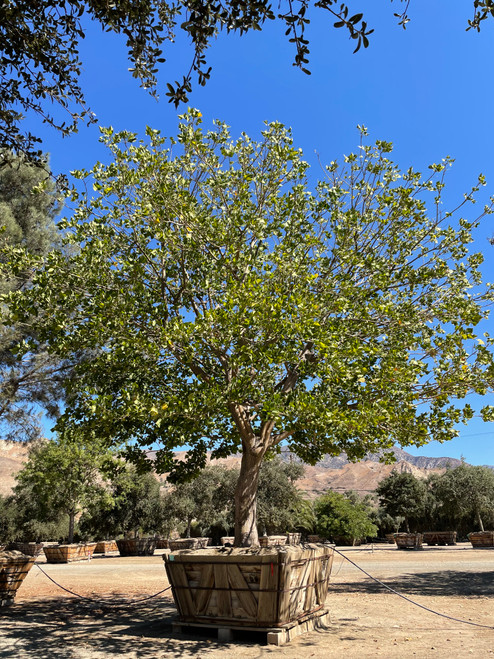 Erythrina sykesii