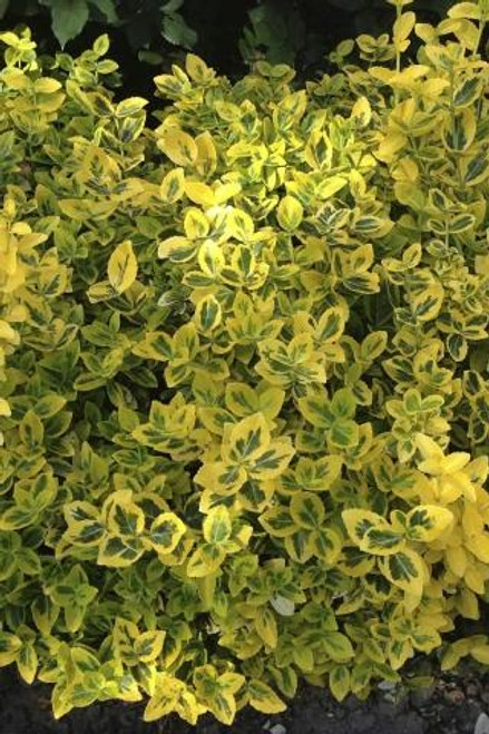 Euonymus fortunei 'Emerald 'n Gold'