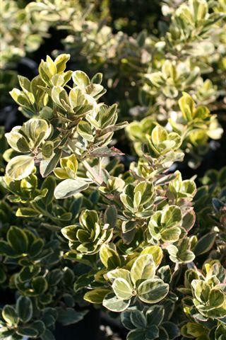 Euonymus japonicus 'Aureo Marginatus' - Devil Mountain Wholesale