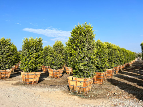 Ficus nitida 'Green Gem'