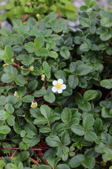 Fragaria chiloensis 'Chaval'