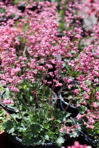 Heuchera 'Canyon Duet' - Devil Mountain Wholesale Nursery