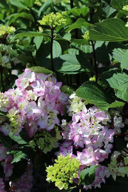 Hydrangea macrophylla 'Nigra'