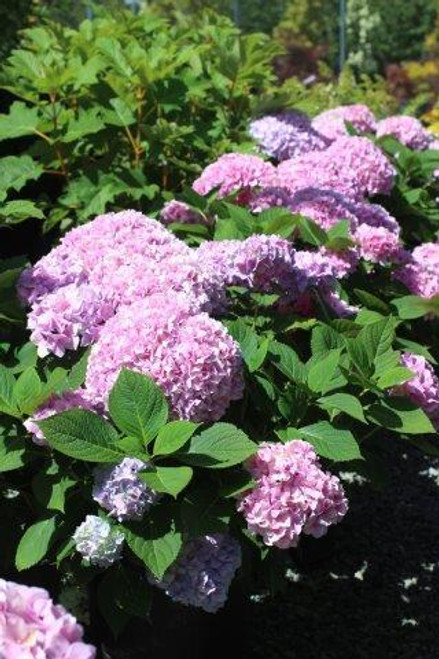 Hydrangea macrophylla 'Penny Mac'