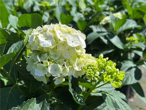 Hydrangea macrophylla 'White' flower