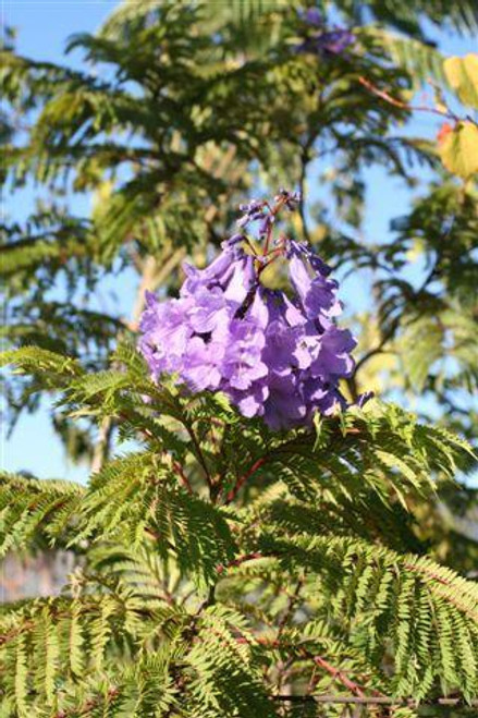 Jacaranda mimosifolia