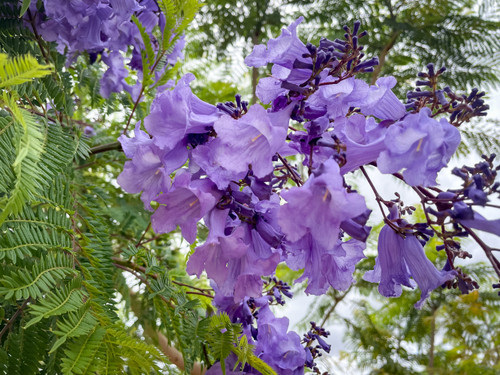 美品 Crews LED-1961 SG JACARANDA Momose Jacaranda mimosifolia - Devil Mountain Wholesale Nursery
