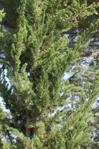 Juniperus chinensis 'Torulosa' - Devil Mountain Wholesale Nursery