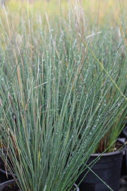 Juncus patens 'Elk Blue'