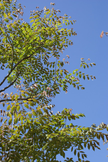 Koelreuteria bipinnata foliage
