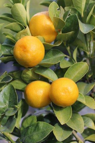 Kumquat 'Fukushu' - Devil Mountain Wholesale Nursery