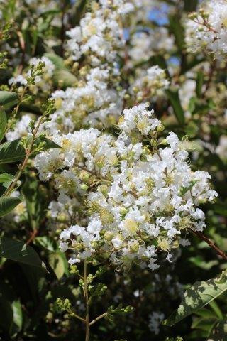 Lagerstroemia 'Natchez' - Devil Mountain Wholesale Nursery