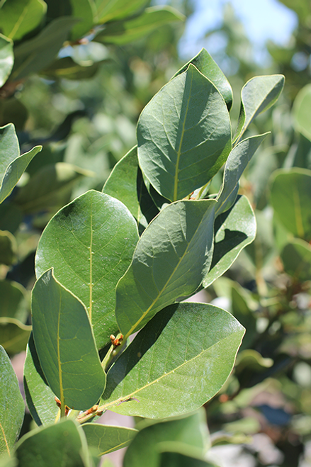 Laurus 'Saratoga'