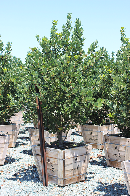 Laurus 'Saratoga' Multi 24" box