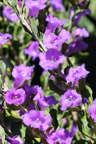 Leucophyllum 'Heavenly Cloud' flower