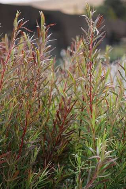 Leucadendron 'Little Red'