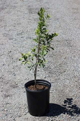 Plant Collections - Page 57 - Devil Mountain Wholesale Nursery