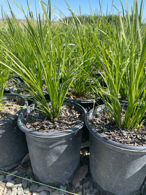 Lomandra longifolia 'Breeze' 1 gal