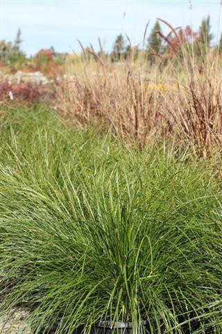 Lomandra longifolia 'Breeze' 5 gal