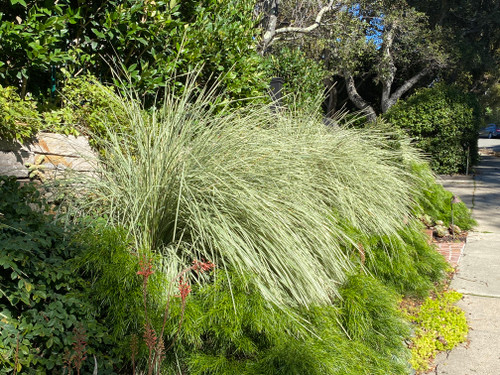 Lomandra longifolia Platinum Beauty® in the garden