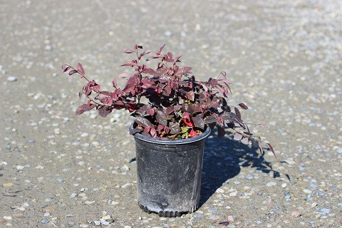 Loropetalum 'Purple Majesty' - Devil Mountain Wholesale Nursery