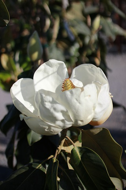 Magnolia grandiflora 'Majestic Beauty'
