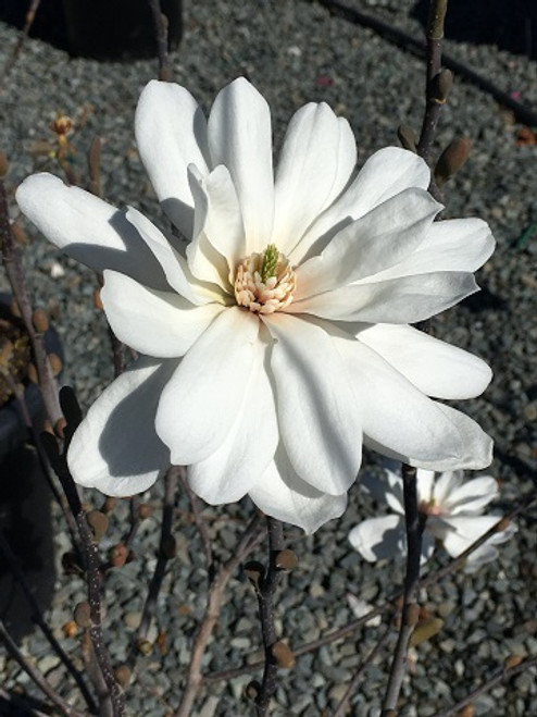 Magnolia x loebneri 'Spring Snow'